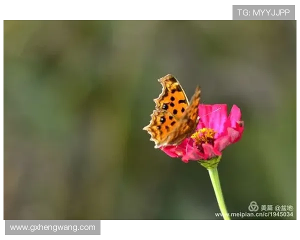 张伟的排球人生深度对话:从青涩少年到世界冠军的心路历程 张伟的排球人生深度对话:从青涩少年到世界冠军的心路历程